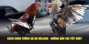 Cách Chọn Tướng Gà Đá Hello88 - Hướng Dẫn Chi Tiết 2025
