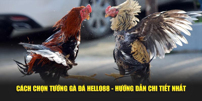 Cách Chọn Tướng Gà Đá Hello88 - Hướng Dẫn Chi Tiết 2025