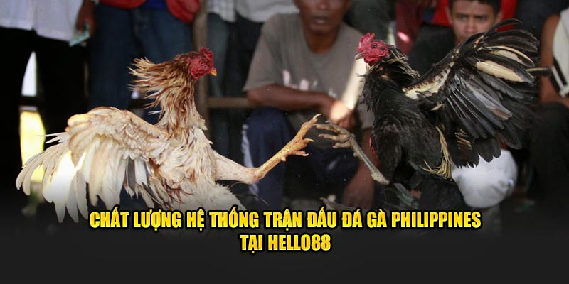 Chất lượng hệ thống trận đấu đá gà Philippines tại Hello88