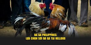 Đá Gà Philippines​: Lựa Chọn Sới Đá Gà Tại Hello88
