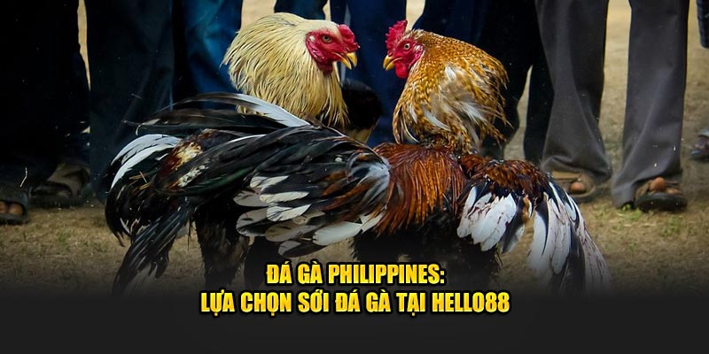 Đá Gà Philippines​: Lựa Chọn Sới Đá Gà Tại Hello88