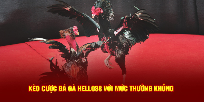 Kèo đá gà Hello88 mức thưởng khủng