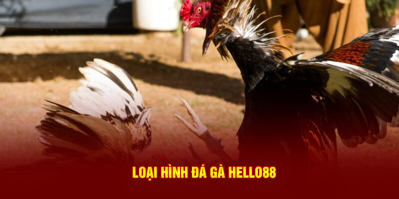 Loại hình Đá gà Hello88
