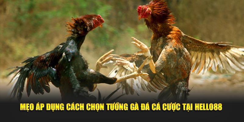 Mẹo áp dụng cách chọn tướng gà đá cá cược tại Hello88