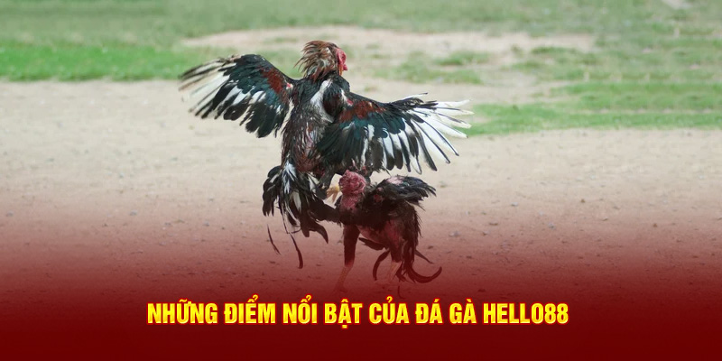 Những ưu điểm khi tham gia đá gà Hello88