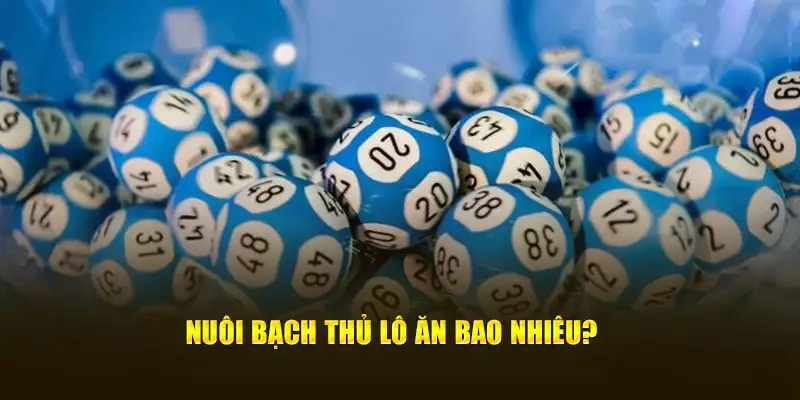 Tỷ lệ ăn thưởng hấp dẫn của nuôi bạch thủ lô