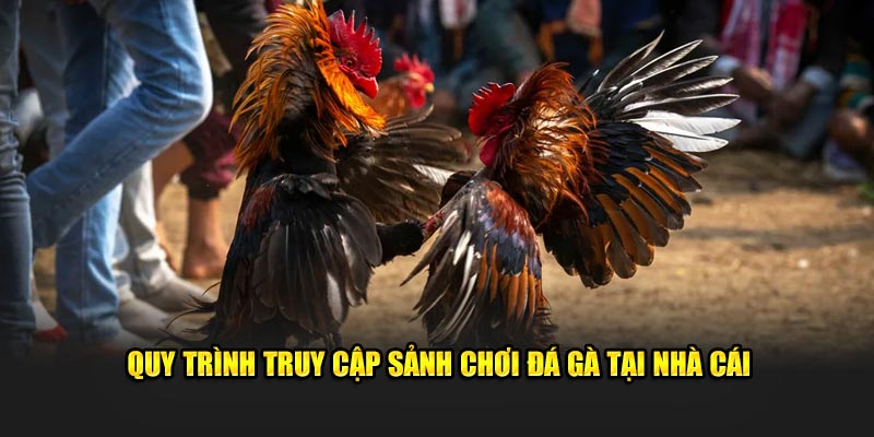 Quy trình truy cập sảnh chơi đá gà tại nhà cái