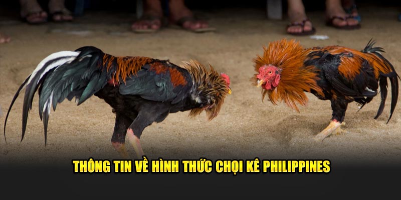 Thông tin về tựu game chọi kê Philippines