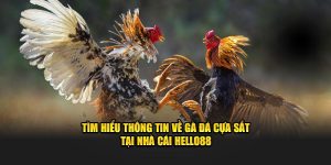 Tìm Hiểu Thông Tin về Gà Đá Cựa Sắt Tại Nhà Cái Hello88