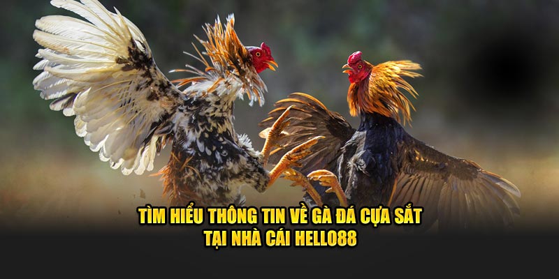 Tìm Hiểu Thông Tin về Gà Đá Cựa Sắt Tại Nhà Cái Hello88