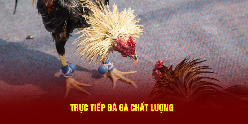 Trực tiếp đá gà chất lượng